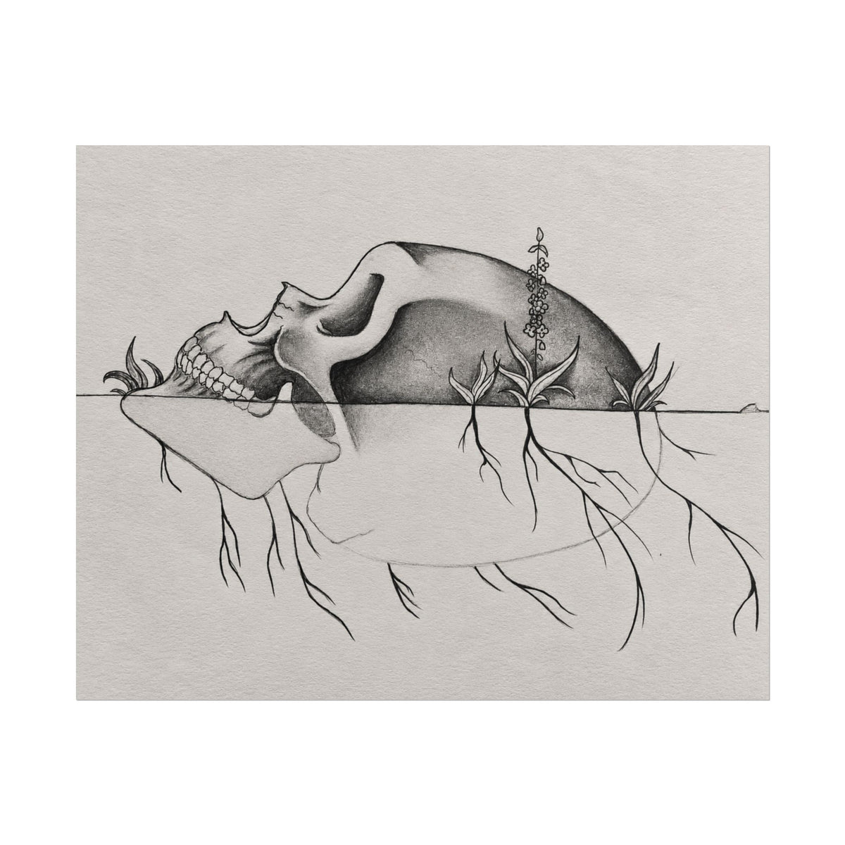 What Remains botanical skull graphite and charcoal art print by Abbey Johanna.